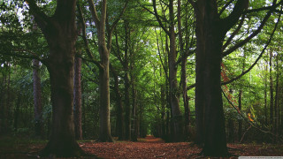 Forest path trees leaves ground - a few leaf free wallpaper for desktop