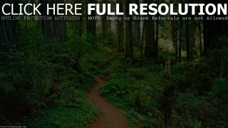 Forest trail mattepainting multiple girls - available free wallpaper