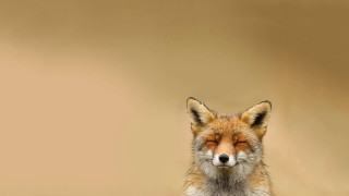 Red fox eyes closed sleeping - its eye free wallpaper for desktop