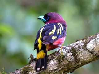 Colorful bird perched forest green 2 - a tree branch in a forest area free wallpaper