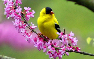Yellow bird branch pink flowers 2 - a yellow bird free wallpaper