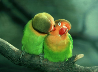 Two green orange birds sitting - touching free wallpaper