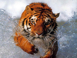 Tiger running water splash face - face and head free wallpaper