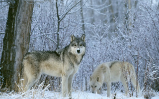 Two wolves snow tree woods 2 - two wolf free wallpaper