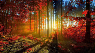 Forest sunlight trail trees nature - tree and a sun free wallpaper for desktop