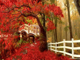 Bridge forest redleaves whitefence magicrealism - red leaf free wallpaper