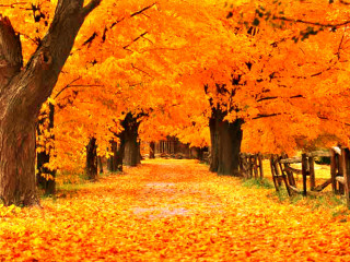 Road trees yellow leaves fence - a bunch of trees free wallpaper