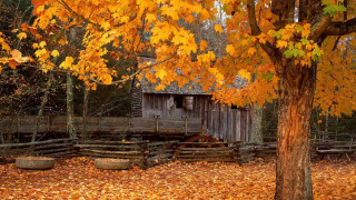 Cabin woods autumn leaves yellow - a wooden fence free wallpaper