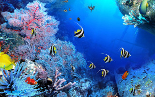 Fish coral reef diver ocean 7 - a large group of fish swimming over a coral reef in the ocean free wallpaper