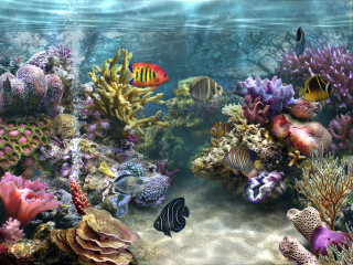 Fish swimming aquarium corals marine 2 - other marine life free wallpaper