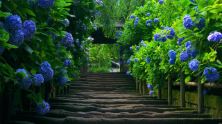 Steps blue flowers walkway leading 9 - the top of them free wallpaper