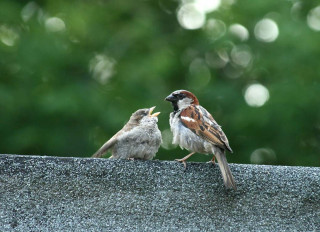 Two birds sitting on ledge - two bird free wallpaper