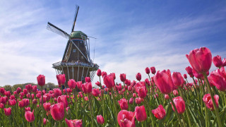 Windmill pink tulips blue sky - a windmill in a field free wallpaper