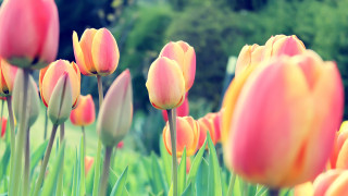 Pink yellow tulips park trees - a park setting free wallpaper