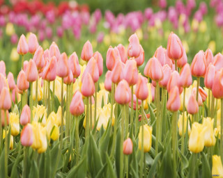 Pink yellow tulips green grass - tulip free wallpaper