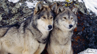 Two wolfs snow rock formation - two wolf free wallpaper