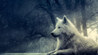 White wolf wooden ledge forest - a white wolf free wallpaper