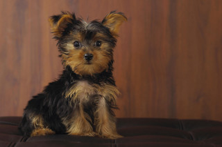 Small dog couch wooden wall - a small dog free wallpaper for desktop