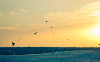 Flock birds snow field sunset - a flock of birds free wallpaper