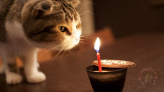 Cat candle cup table small - fluxus free wallpaper