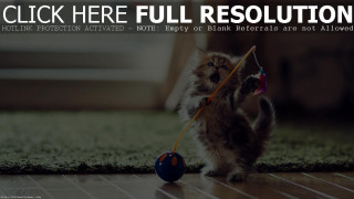 Kitten playing ball floor caption - david teniers iii free wallpaper