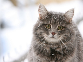 Cat snow sad looking camera - impressionism free wallpaper for desktop