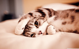 Cat laying on bed cute - the pillow free wallpaper