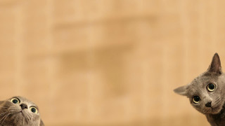 Cat looking up surprised cat - chafik charobim free wallpaper