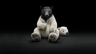 Stuffed bear bears head arms - its arm free wallpaper