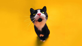 Black white cat yellow background - pop art free wallpaper