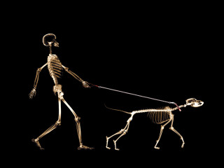 Skeleton walking dog leash dark - a skeleton free wallpaper for desktop