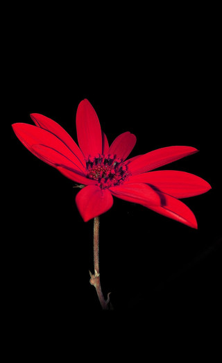 Red flower black background dark - a red flower free wallpaper for mobile