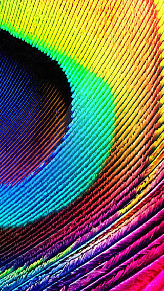 Multicolored peacock feather holography macro - chromatic free wallpaper for mobile