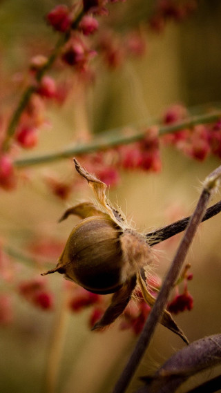 Flower branch red background macro - the background and a blurry background free wallpaper for mobile