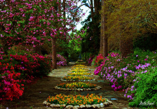 Pathway flowers trees background colorful - the middle of it free wallpaper for desktop