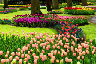 Garden colored flowers trees path - rich vivid color free wallpaper