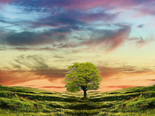 Lone tree field sunset pink 2 - a pink sky in the background free wallpaper