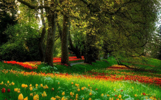 Field of flowers and trees - a field of flowers and trees free wallpaper