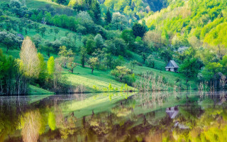 Lake lush hillside forest cabin - a small cabin free wallpaper
