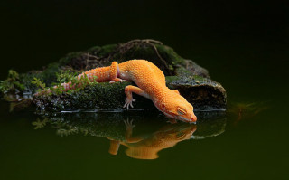 Gecko rock water reflection nature - free nature wallpaper