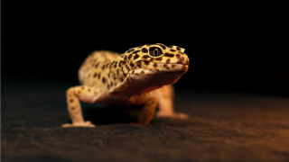 Leopard gecko dark table eyes - a table in the dark free wallpaper