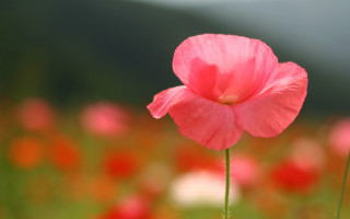 Pink flower red flower bokeh - choi buk free wallpaper for desktop