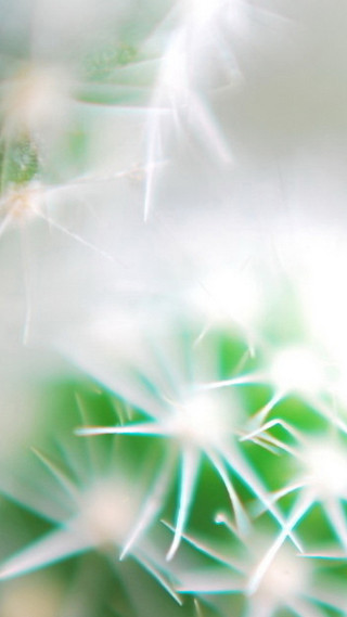 Dandelion closeup blurry background leaves - the foreground free wallpaper for mobile