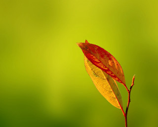 Single leaf stem green background - a single leaf free wallpaper