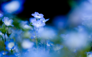 Close up blue flowers blurry - blue flower free wallpaper for desktop