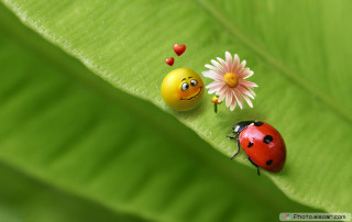 Ladybugs green leaf flower sitting 3 - the other side free wallpaper for desktop