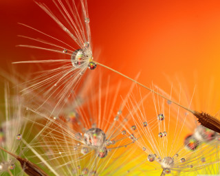 Dandelion water drops red background - drop of water free wallpaper for desktop