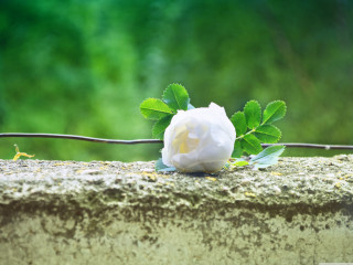 White rose stone wall green - a white rose free wallpaper