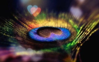 Peacock feather heart blurry background - hole free wallpaper