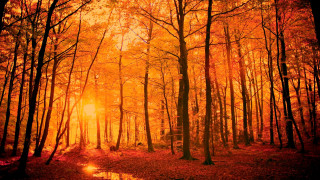 Woodland path orange light wet - orange light free wallpaper